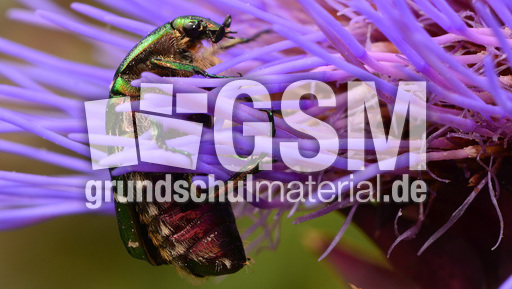 Goldglänzender Rosenkäfer (7).jpg